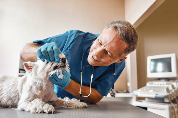  Milton, LA Emergency Dentist Pros
